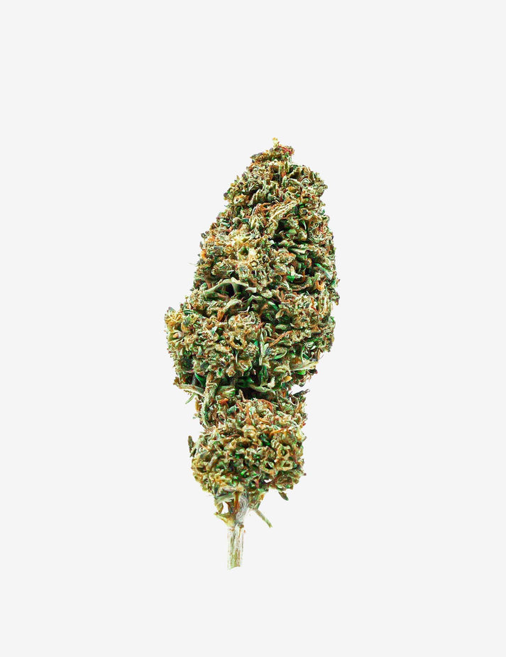 Spéciale AMNESIA 10.OH