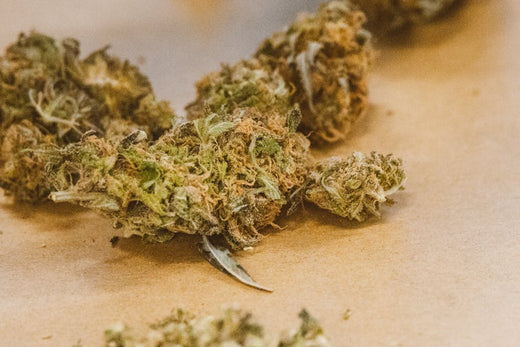 Comment reconnaître des fleurs de CBD de qualité 