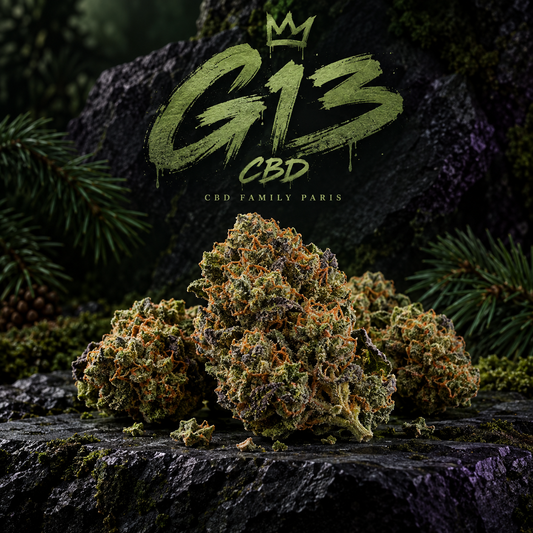 G13 — illustration CBD Family Paris
